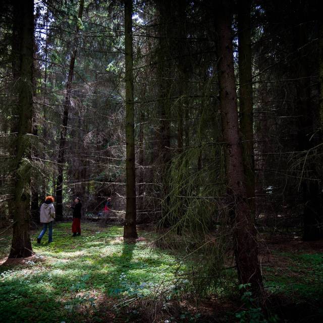 Forest walk - A photo by Alex Leonard