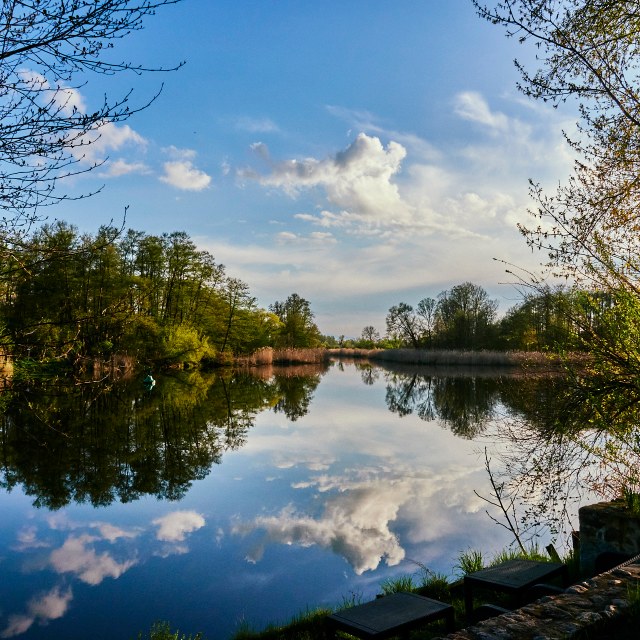 A view out across two converging rivers. The river water is so still it looks like a mirror, offering a perfect reflection of the sky above and the trees and reeds on the opposite banks. The sky is a deep blue with a few fluffy white clouds and some other lower wisps. The sun is off frame to the right, but obviously low and offers a warm light across the scene. The opposite bank has a mix of still hibernating trees, and other plants and trees that are starting to show their fresh buds. It is a mix of old dark greens, bright young greens, and wintery hibernating browns. On the bank where the photo is taken we are framed by the branches of two trees at either side of the shot, both starting to show young fresh buds.