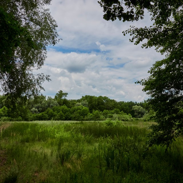 Landscape photo of what looks like it might be a clearing in a forest, but is actually a lake so overgrown with reeds that it looks like a field! Small patches of blue sky peek through the fluffy white clouds above, and everything is a lush verdant green.
